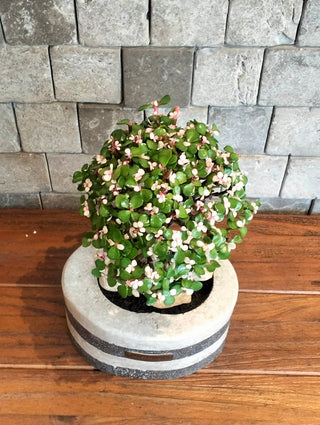 Marble Muse: Pink Jade Bonsai | Artisan Marble Collection