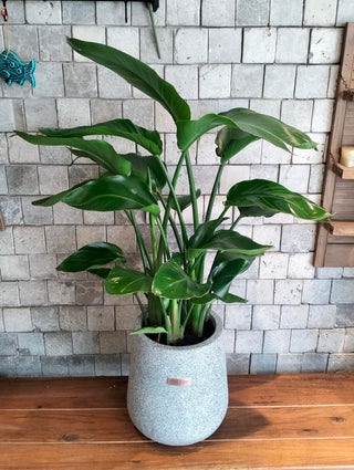 Banana Verdelle