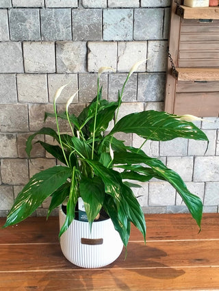 Peace Lily Delight