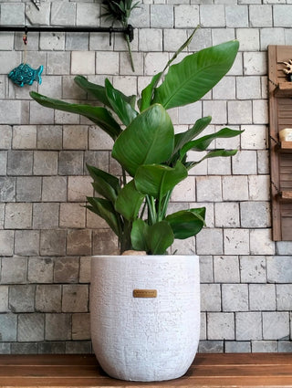 Banana Aurelia