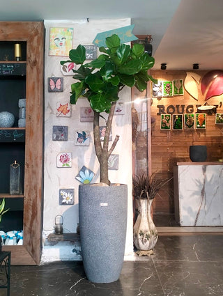 Lyrata Grace – Fiddle Leaf Beauty