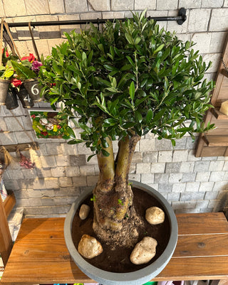 Sacred Roots: The Ancient Majestic Olive Bonsai