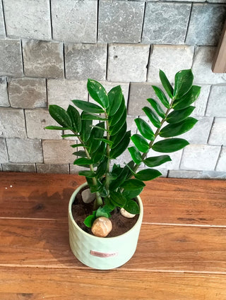 Zamia Gem Petite