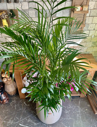 Golden Butterfly Palm Delight