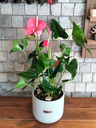 EverBloom Flamingo Lily