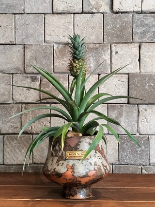 Golden Crown Pineapple