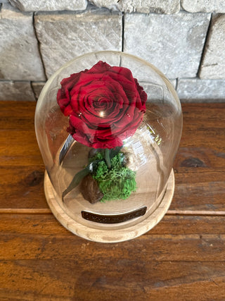 Scarlet Red Infinite Rose | SM Vase