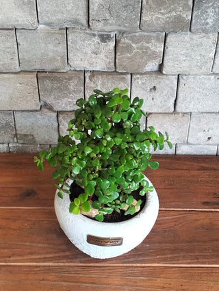 Lush Fortune – Pink Jade Bonsai ‘MoneyTree’