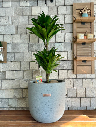 Verde Nobile Compacta