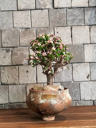 Pink Jade Bonsai · Terra