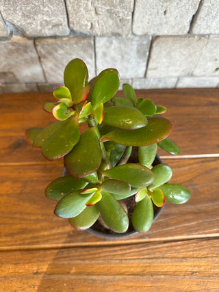 Crassula Jade MoneyTree Petite