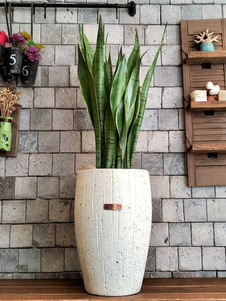 Luna Verde Sansevieria