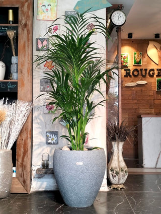 paradise palm indoor plants Indoor Paradise Palm Kentia. High Quality Indoor Planter. Tall Large Tropical Air Purifying Indoor Palm Plants for Home & Bedroom Safe for Cats & Pets – ROUGE 'N' LOVE ™