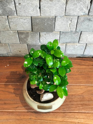 Rustic Glow Bonsai