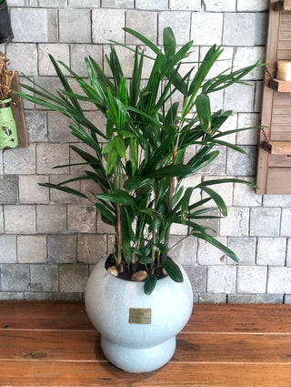 Laceleaf Lady Palm (As Is)