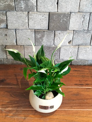 Ivory Breeze Peace Lily