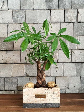 Vibrant Braid MoneyTree Bonsai | Artisan Marble Pottery Collection