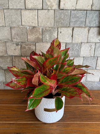 Chinese EverGreen ‘Super Red Star’