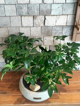 Leaforia Schefflera Bonsai