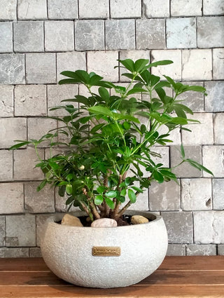 Leaforia Schefflera Bonsai