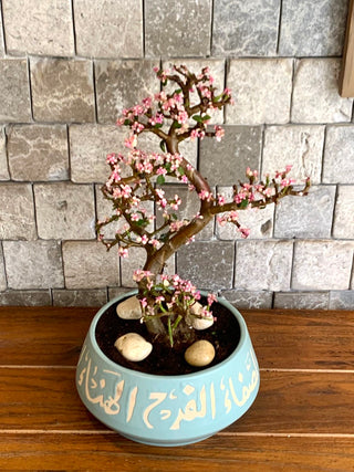 Twisté PinkJade Bonsai | Artisan Stoneware Pottery Collection
