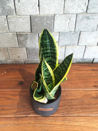 Happy Snake Plant