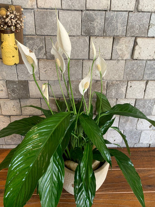 Velvet Glow Peace Lily