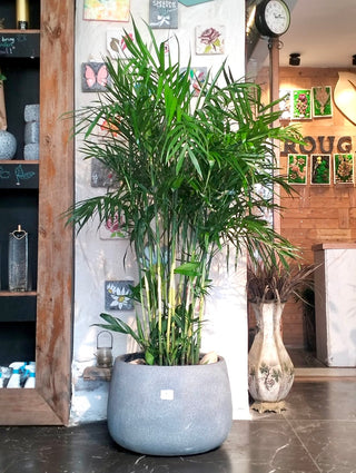 Grand Parlor Palm