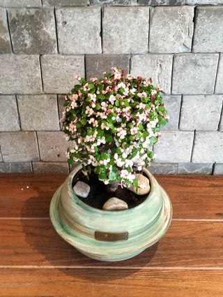 PinkJade Gem Bonsai