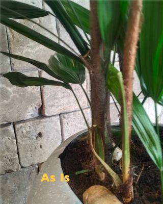 Laceleaf Lady Palm (As Is)
