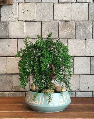 Norfolk Island Gem Bonsai | Artisan Designer Pottery Collection