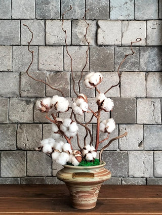 Coton Sauvage Botanical Creation