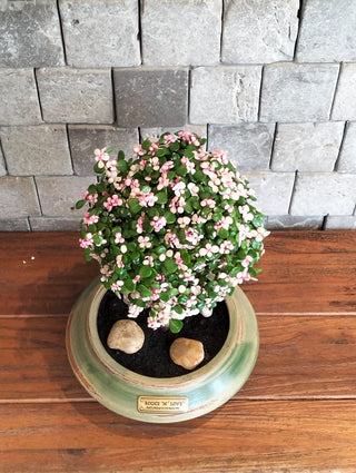 Pink Jade Bonsai · Héritage