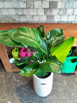 Banana Tropica