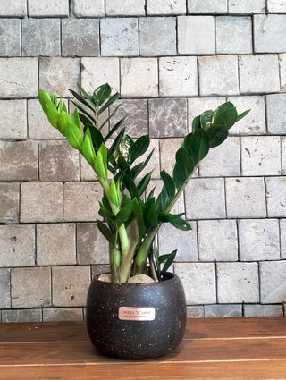 Zamia Glow