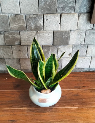 Bright Snake Plant