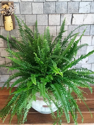 Rustic-Chic Boston Fern Vibe