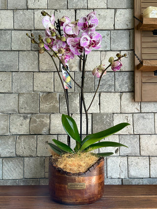 Améline Noir Orchid | Sculpted Indian Wooden Pot