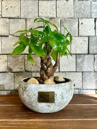 ‘Rustic-Chic’ Lucky Braid MoneyTree Bonsai