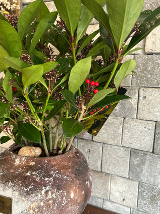 ‘Rustic-Chic’ Hybrid Japanese Scented Skimmia