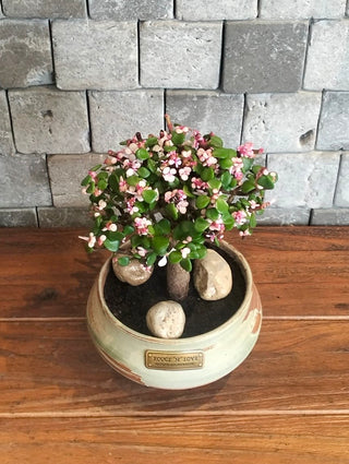 Pink Jade Bonsai · Étoile