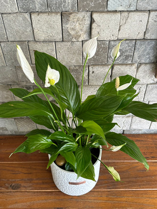 Peace Lily Bliss