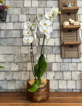 Eclipse Moon Orchids | Sculpted Indian Wooden Pot
