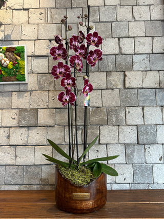 Purple Twilight Orchid | Sculpted Indian Wooden Pot