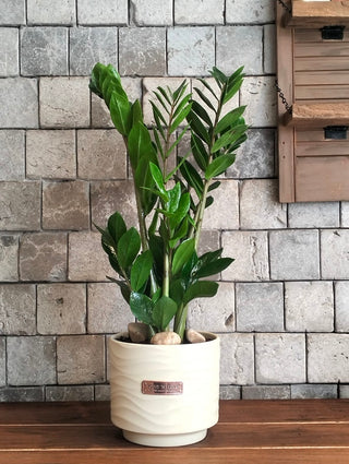 Zamia Gem Petite