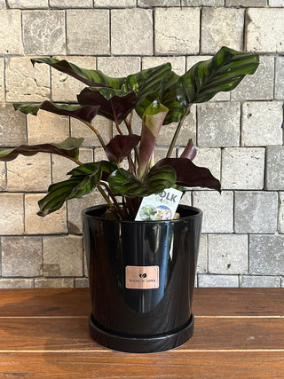 Calathea Fasciata, The Prayer Plant