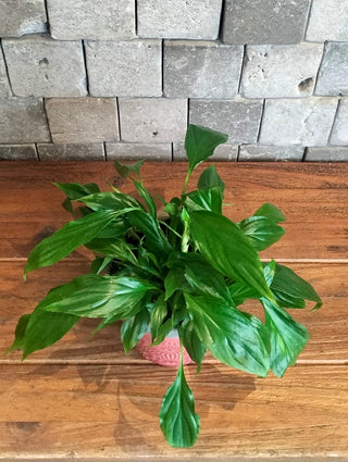 Fresh Aura Lily Petite