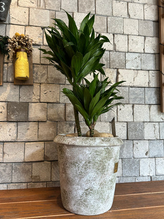 ‘Rustic-Chic’ Pineapple Dracaena Compacta