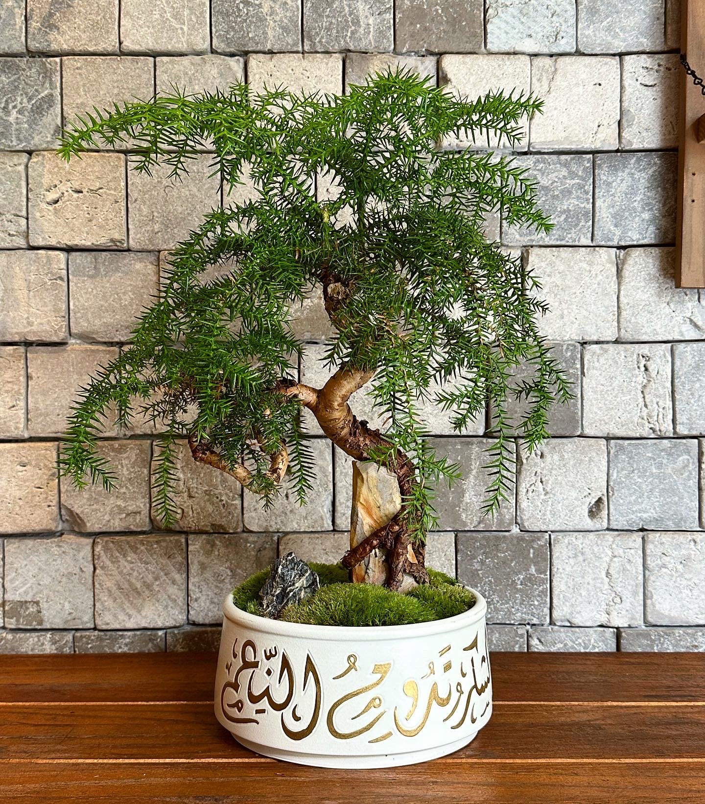 Pine of Norfolk Island Bonsai | Handmade Designer Collection