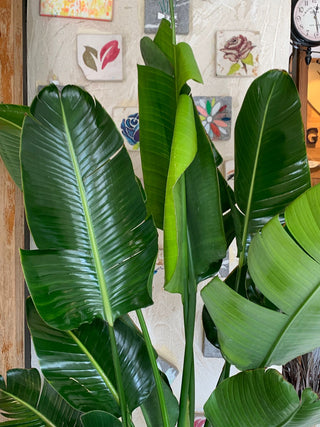 Banana Leaves Tropica